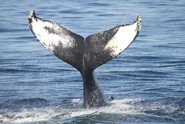 Whale-tail-IsaacKohane